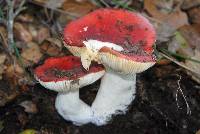 Media resource of Russula silvicola