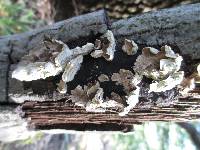 Trametes versicolor image