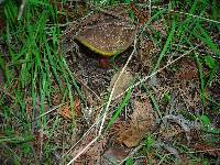 Boletus chrysenteron image