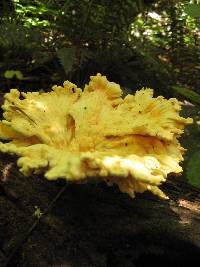 Laetiporus sulphureus image