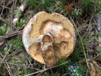 Suillus pictus image