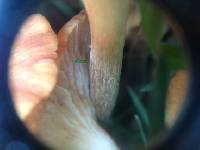 Armillaria tabescens image
