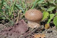 Calvatia cyathiformis image