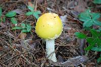 Amanita muscaria image