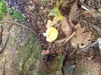 Hydnum repandum image