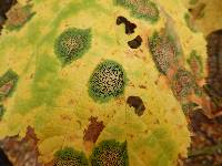 Media resource of Rhytisma punctatum