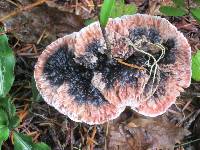 Hydnellum peckii image