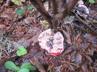 Hydnellum peckii image
