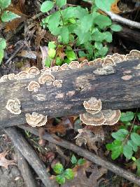 Trametes versicolor image