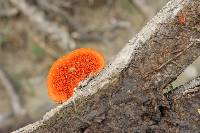 Pycnoporus coccineus image