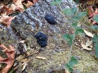 Thumbnail image of current specimen