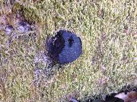 Annulohypoxylon thouarsianum image