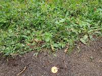 Amanita muscaria image