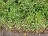 Amanita muscaria image