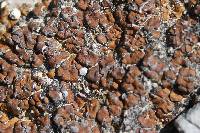 Media resource of Placidium lacinulatum