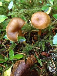 Craterellus tubaeformis image
