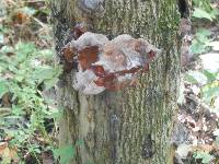 Media resource of Auricularia polytricha