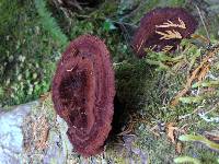Phaeolus schweinitzii image