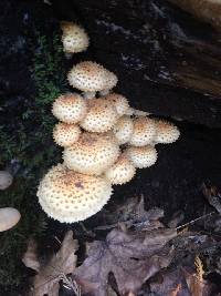Pholiota squarrosa image