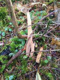 Media resource of Clavariadelphus sachalinensis