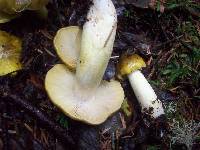 Tricholoma sejunctum image