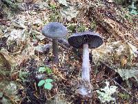 Cortinarius violaceus image