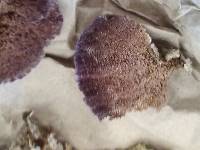 Trichaptum biforme image