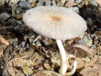 Parasola auricoma image