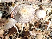 Parasola auricoma image