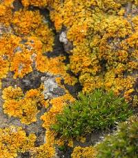Xanthoria elegans image