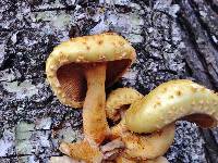 Pholiota squarrosa image