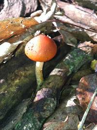 Leratiomyces ceres image