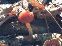 Leratiomyces ceres image