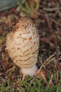 Coprinus comatus image