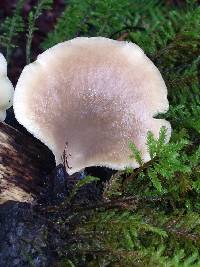 Pleurotus ostreatus image