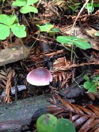 Mycena pura image
