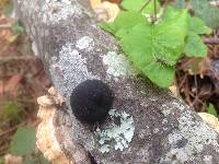 Annulohypoxylon thouarsianum image