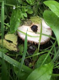 Volvariella gloiocephala image