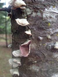 Trichaptum abietinum image