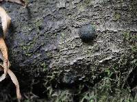 Annulohypoxylon thouarsianum image