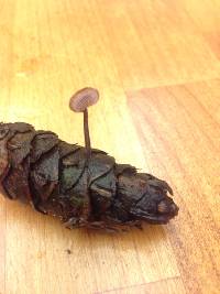 Auriscalpium vulgare image