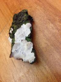 Media resource of Dendrothele candida