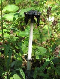 Coprinus comatus image