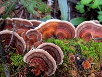 Trametes versicolor image