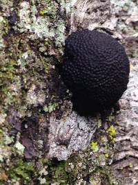 Annulohypoxylon thouarsianum image