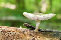 Pluteus cervinus image