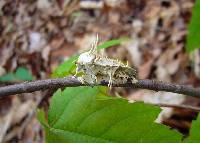 Akanthomyces aculeatus image
