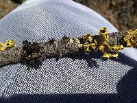 Vulpicida canadensis image