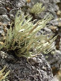 Niebla homalea image