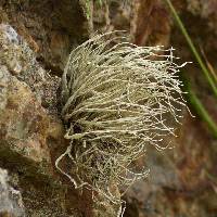 Niebla homalea image